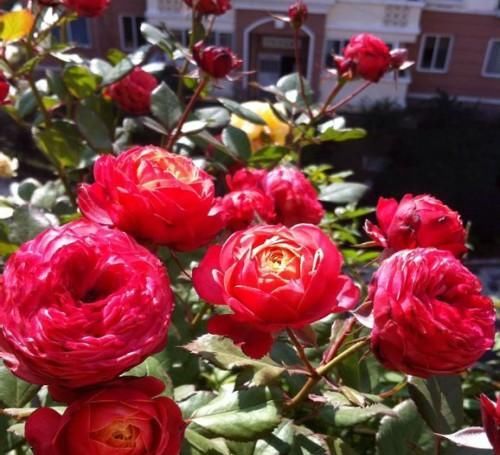  微型|阳台再小，也要养几盆微型月季，勤开花又矮小，值得拥有