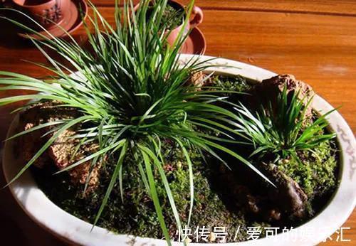 菖蒲草是个宝，遇到做成盆景最美，你会养护吗