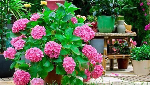 小诀窍|养花的9个小诀窍,养花时,使用这些诀窍,帮助你成为养花高手