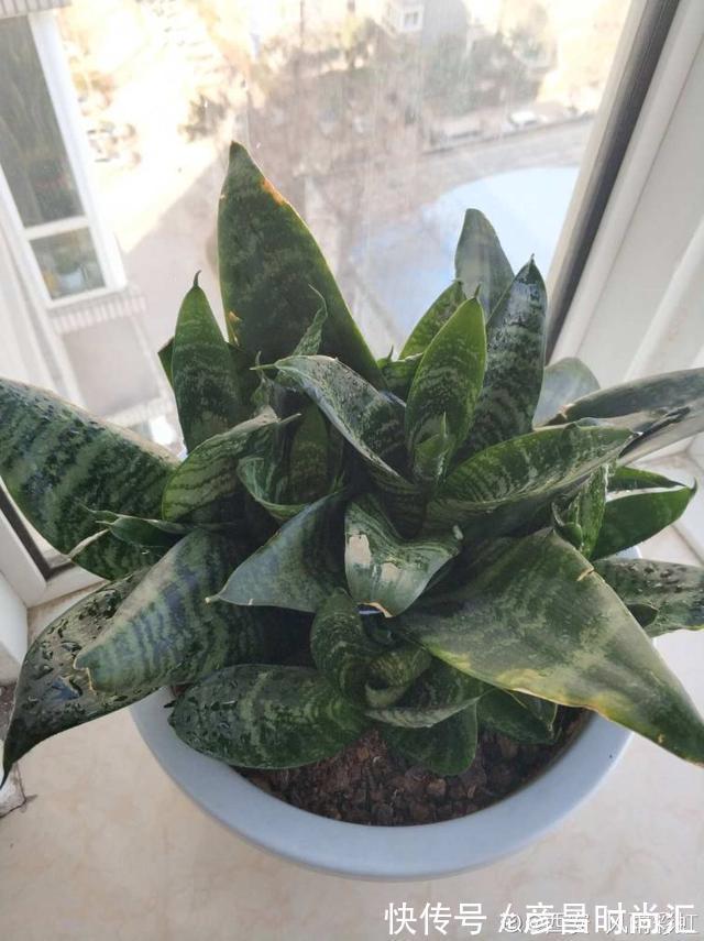 3种花要“穷养”，塞进小盆少浇水，长得格外好