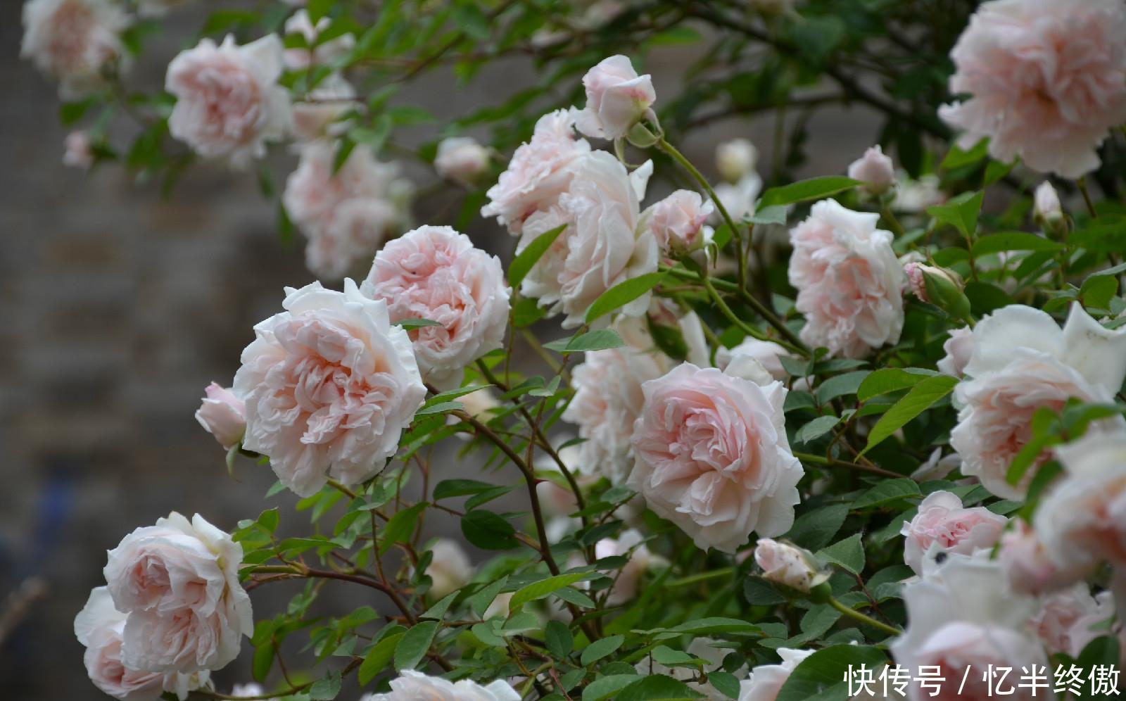  3种花超让人喜欢，植株低矮，花色绚丽，四季开花不停，养护很容易