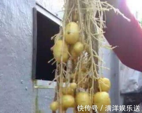 土豆发芽了没办法吃，但是却有大用处，别傻傻扔掉了