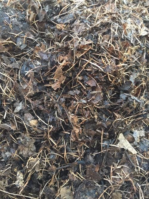 都知道松针土养花好，这几步都没做到，反而把花害惨了