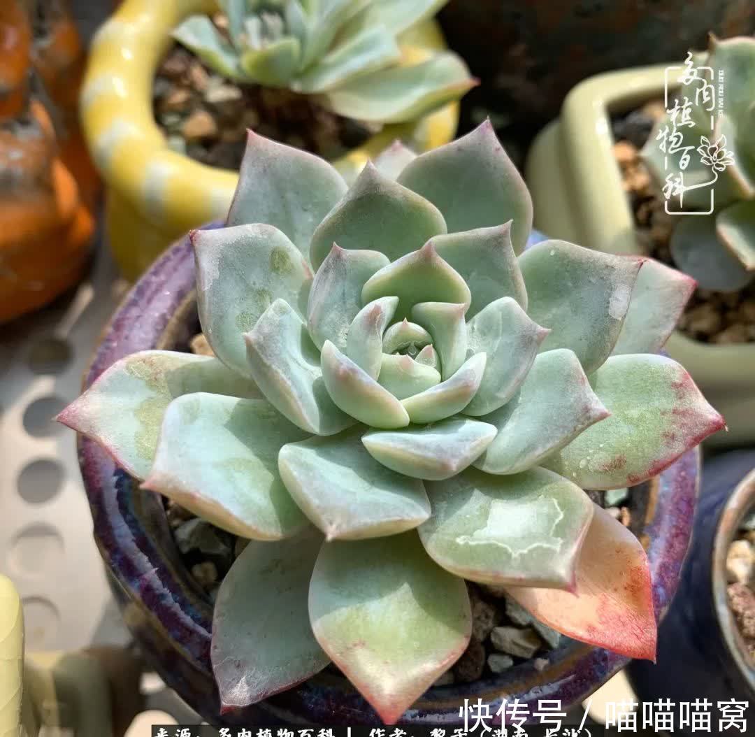 最温暖不过人间烟火,来自逆挂区的多肉!