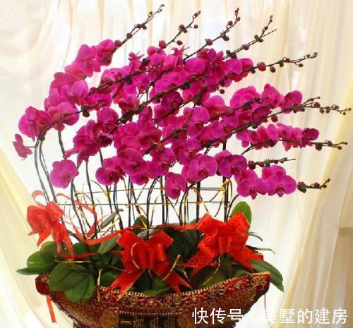 盆栽|蝴蝶兰怎么养,盆栽蝴蝶兰的养殖方法与注意事项你看了吗