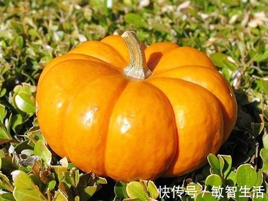 膳食纤维|吃南瓜是降糖,还是升糖不要相信不靠谱的传言,要相信科学