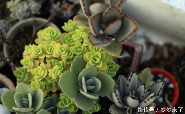 八年|一颗八年没换过盆的月兔耳