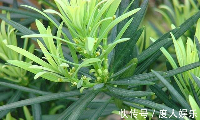 罗汉松不发新芽两种“情况”,两种解决办法,恢复快,长满芽!