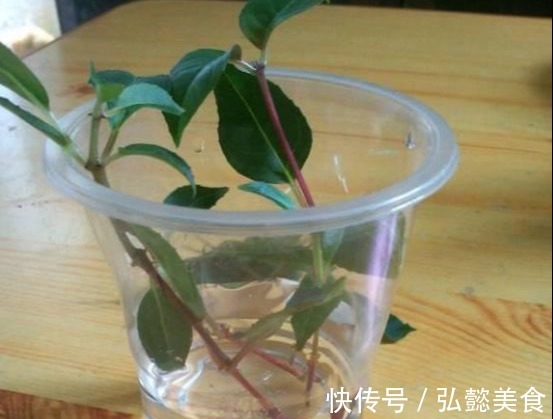 水培|3种枝条泡水里,10天长根,一次开花100朵,水培成活率更高!
