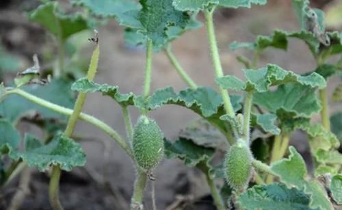 農(nóng)村叫“噴瓜”的植物,是天然“瀉下劑”,遇見別摘它