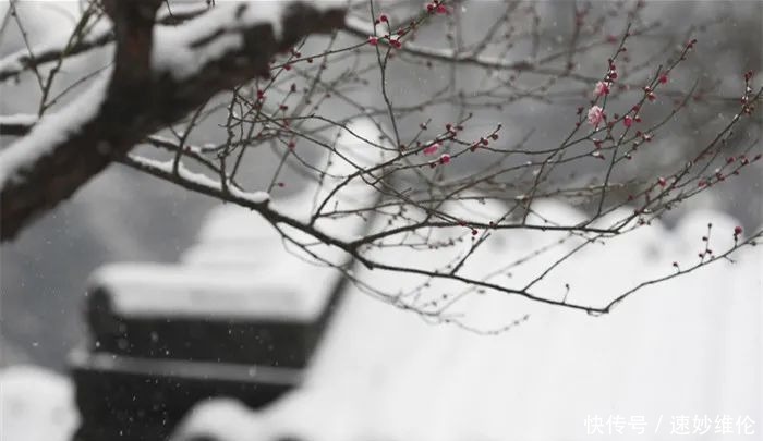 暗香疏影，踏雪寻梅