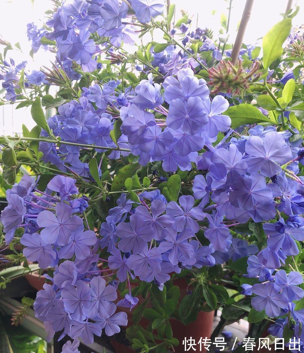 4种“省心花”,漂亮又好养,一年养一盆,四季都开花