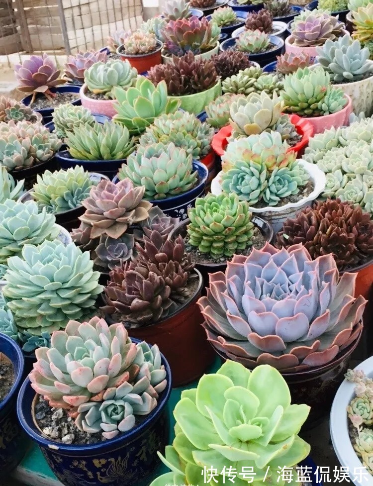 多肉|这些被公认好养的花，是认真的吗问题咋这么多！