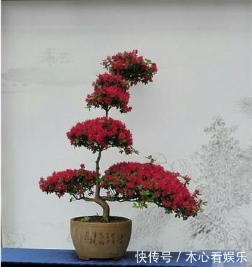 杜鹃花|杜鹃开花后,需要怎么处理,做好以下几点,来年爆盆太简单!