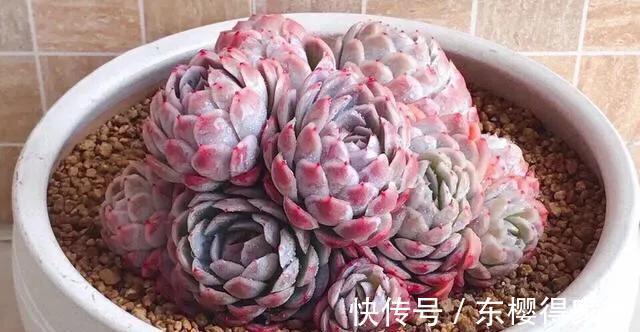 色彩斑斓|多肉冰梅这么养，能爆盆易变美，色彩斑斓惹人醉，还有迷人的香味