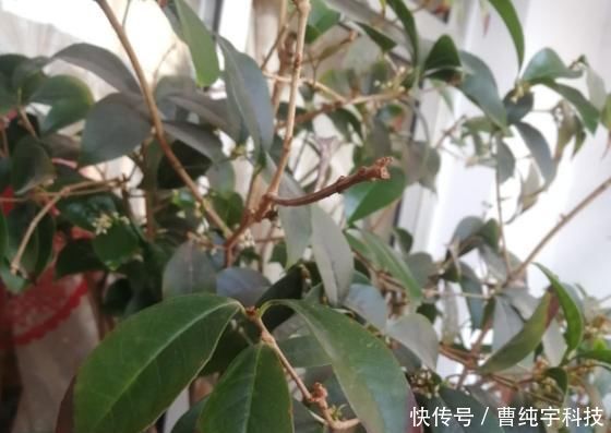 南方烂大街的花,北方咋养都不活,“水土不服”太严重