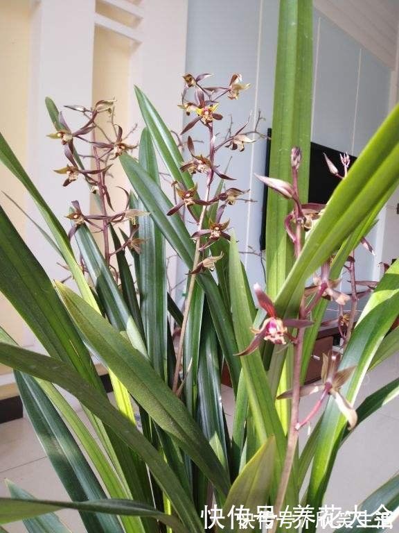 古代|古人喜欢的花,一直传承至今,每一种都超有气质