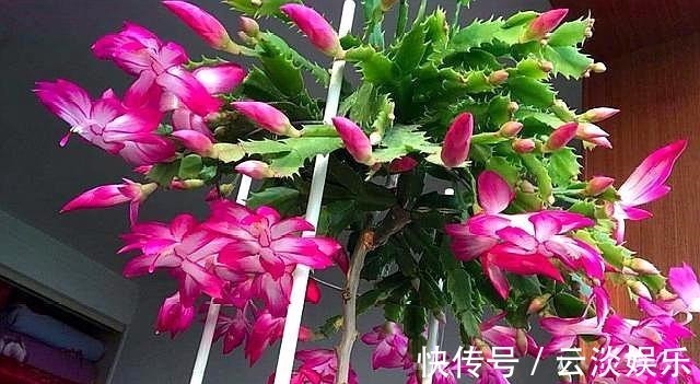 土壤|蟹爪兰用“它”养,根系发达叶片厚,新叶不断冒,开花“几百朵”