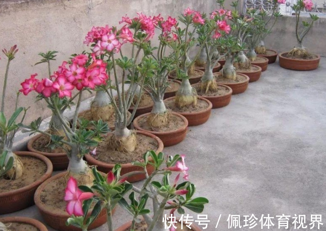 芦荟|耐干旱的5种花,夏天就怕多浇水,容易烂根黄叶