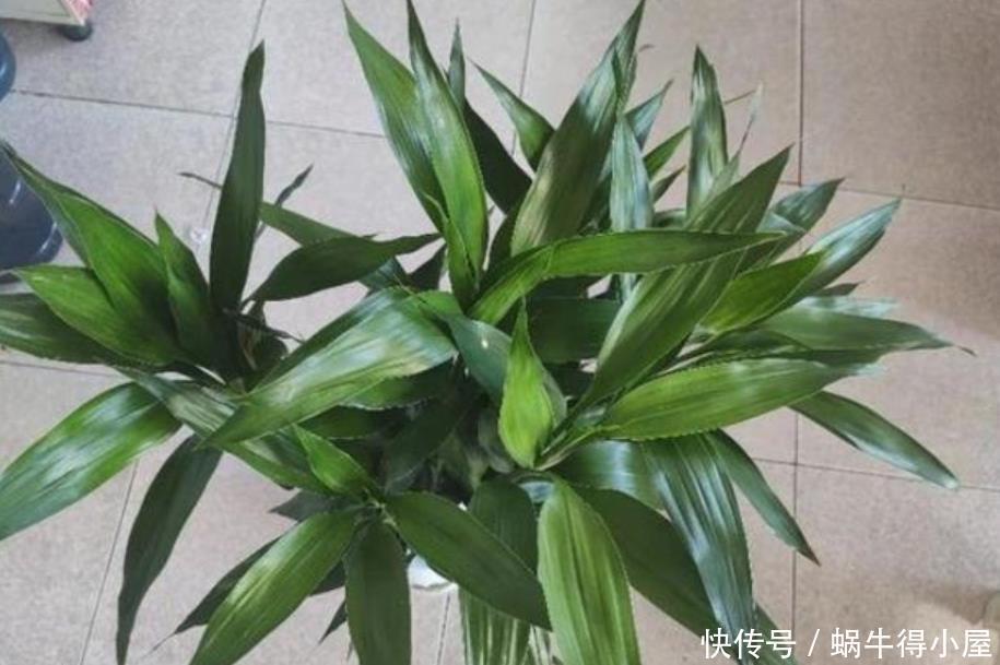春天水养富贵竹,黄叶不要放“铁钉”,解决黄叶问题只需简单三步