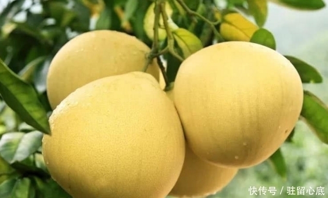 胆固醇|柚子虽好,但切记别和它一起吃!伤肝又伤身!