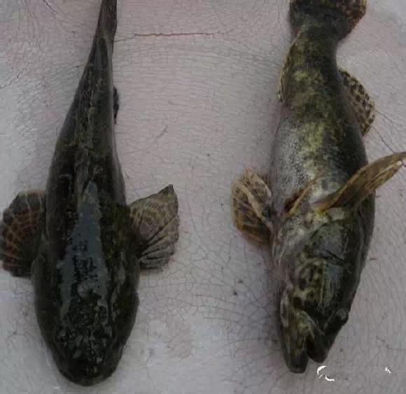 海鲜|渔民整理的海鲜大全,以后再也不怕不认识海鲜了