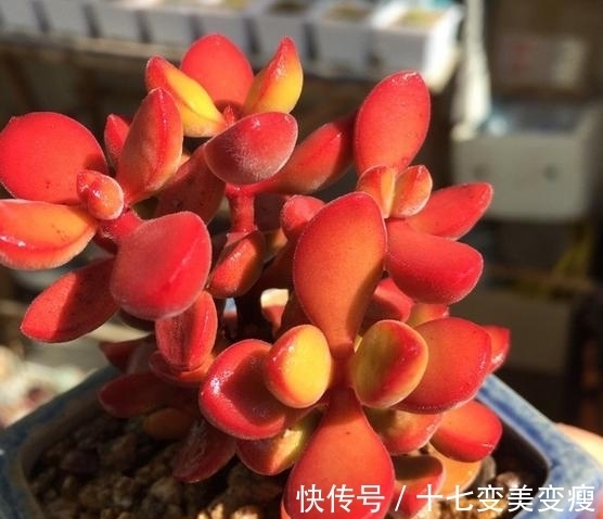 没想到诺歌诗可以这么红,要让诺歌诗多肉变红,5点不能忽略