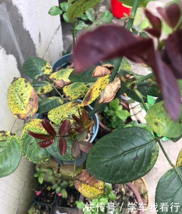 夏天养月季,黄叶又落叶多菌灵不管用,3招杜绝月季“黑斑病”!