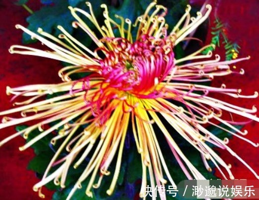 喜欢菊花,不如养盆“菊中珍品”秋水红霞,色彩缤纷,好似晚霞