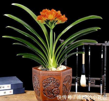 花盆|君子兰有什么花语和寓意,她又该怎么换盆呢?