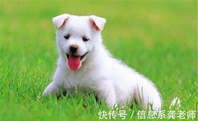 俗语$古人讲“鸡不过六,犬不过八”,是何意?实为“事出反常必有妖”