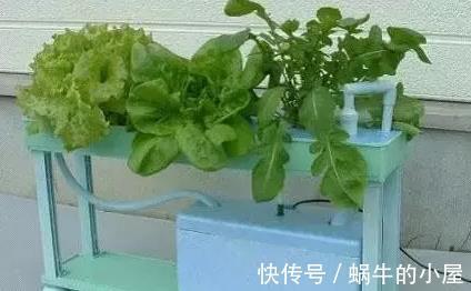 蔬菜|阳台种菜的技巧，看我家阳台的菜，都不用去菜市场了