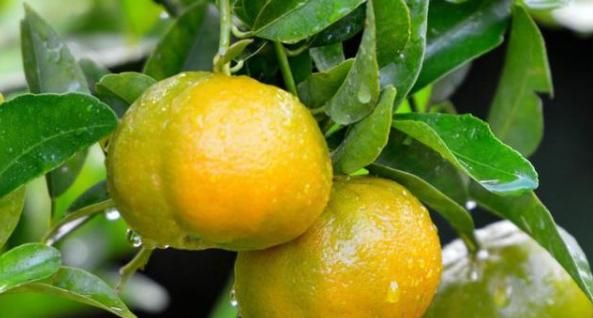 经验|橘子大量上市!教你2招挑“母橘子”,每次买到最甜的橘子!