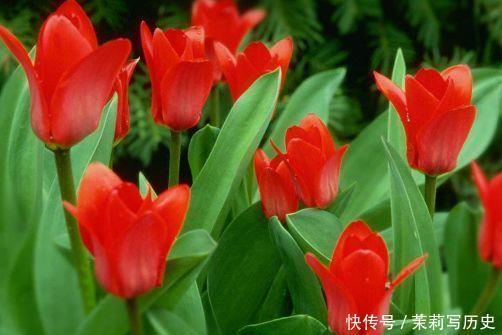 4种花现在养刚刚好，懒人新手都能养好，美不胜收