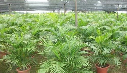 盆栽散尾葵叶片不够油绿,做好这些事情,生长旺盛叶片亮绿