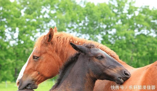 命宫|属马人，命宫入驻“吉星”，2021年收获意想不到