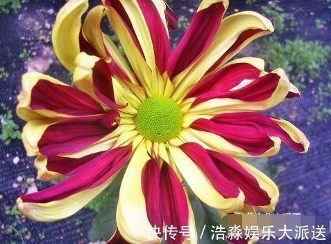 喜欢菊花,首选“五大名菊”帅旗,似统帅旗帜,霸气威武!