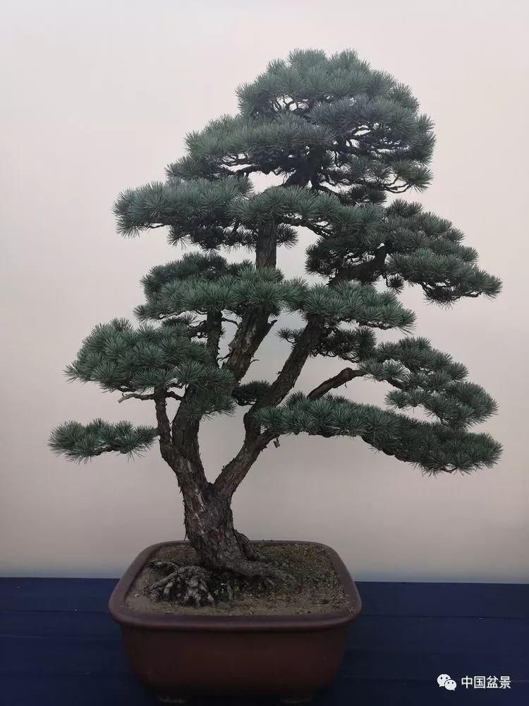 盆景玩成这样，真无语……