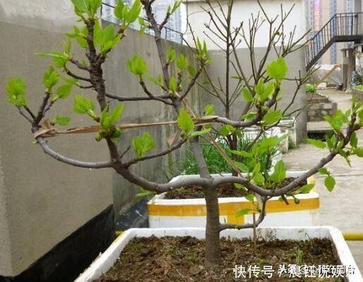 冬季养无花果,一个小技巧,来年长得枝肥叶壮,每个枝上都有果