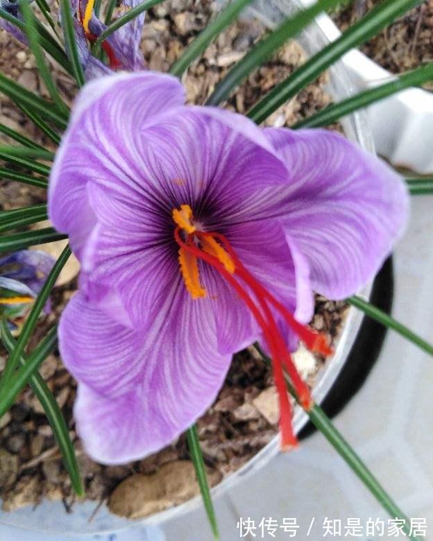 开花看起来“高贵”的植物，实则“华而不实”，养一年就得扔掉