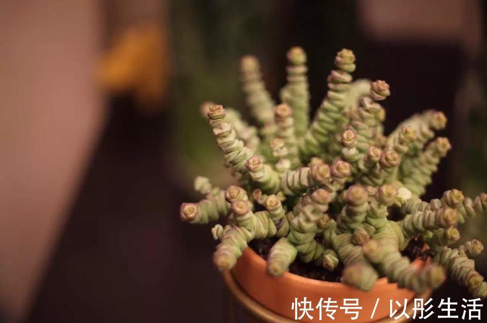 吉祥|适合过年栽种的4种植株，象征着招财吉祥，好看又好养年味足