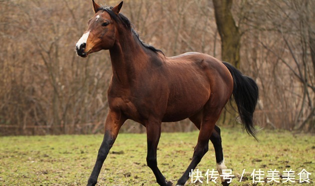 马人|大金马几月出生的属马人，好运挡不住，生活乐滋滋，事业再高升