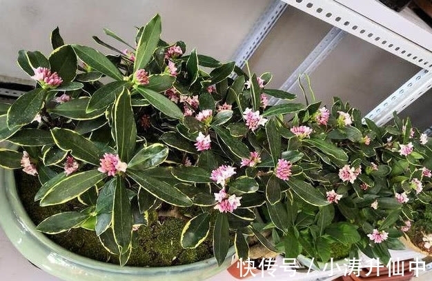 牢记3点要求，冬天室内盆栽瑞香，开花饱满漂亮，香味浓郁