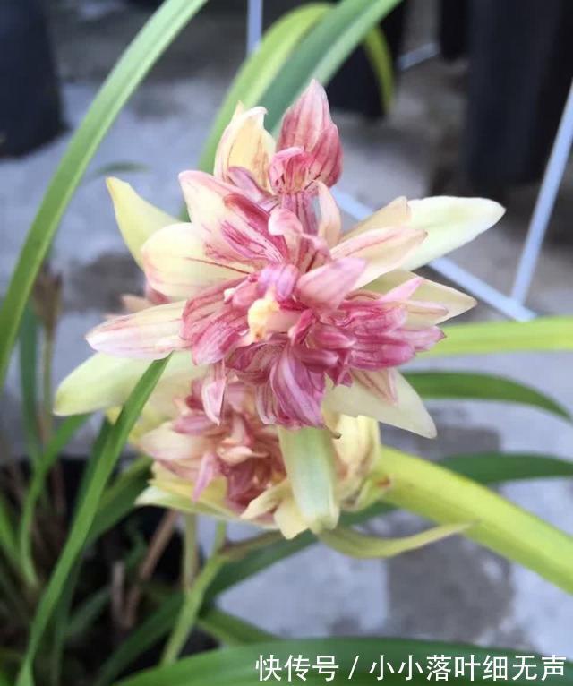 花友们|它被誉为“建兰三大奇花”之首，花型饱满，兰香四溢，适合新手养
