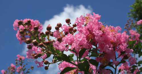 2种漂亮花，现在养一盆正当时，7月开到10月，叶绿花繁