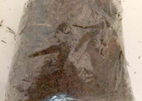 养了20年的玉树,杆子比大腿还粗,满树白花跟下雪了一样