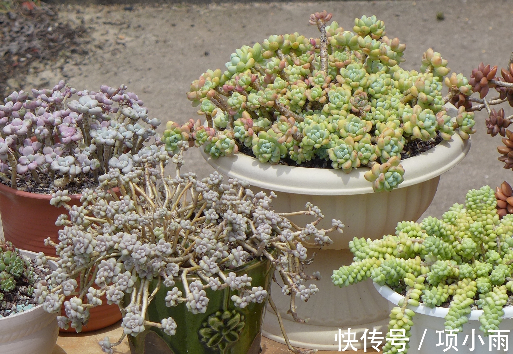 多肉|阳台上养的多肉都有这5个特点,最后3个连露养大神都羡慕