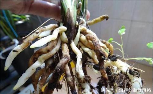 花卉|7种花，再心动也别买，带回家养不活，新手选择要慎重！