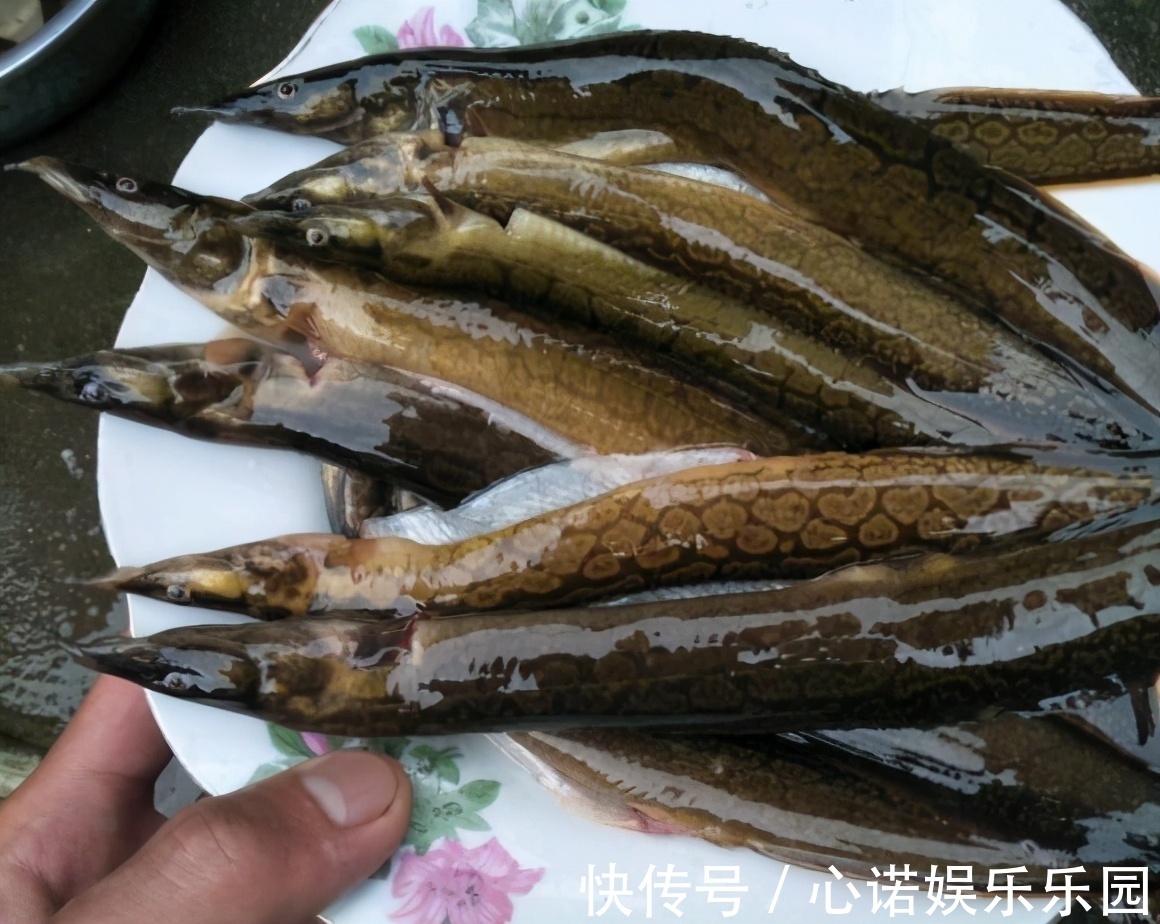 钓鱼|广东一水塘“蛇鱼成灾”,钓了半桶不敢吃,网友:鱼干三四百一斤