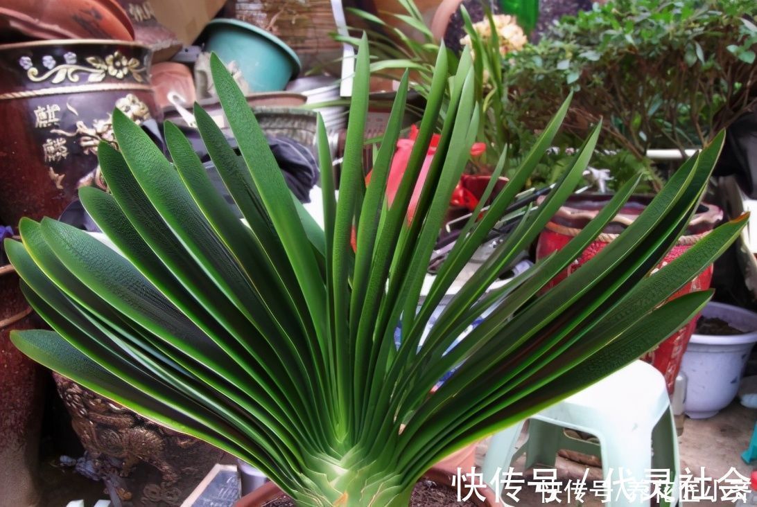 叶片|养君子兰有“三不放”，这是前提条件，能让君子兰叶子油亮整齐